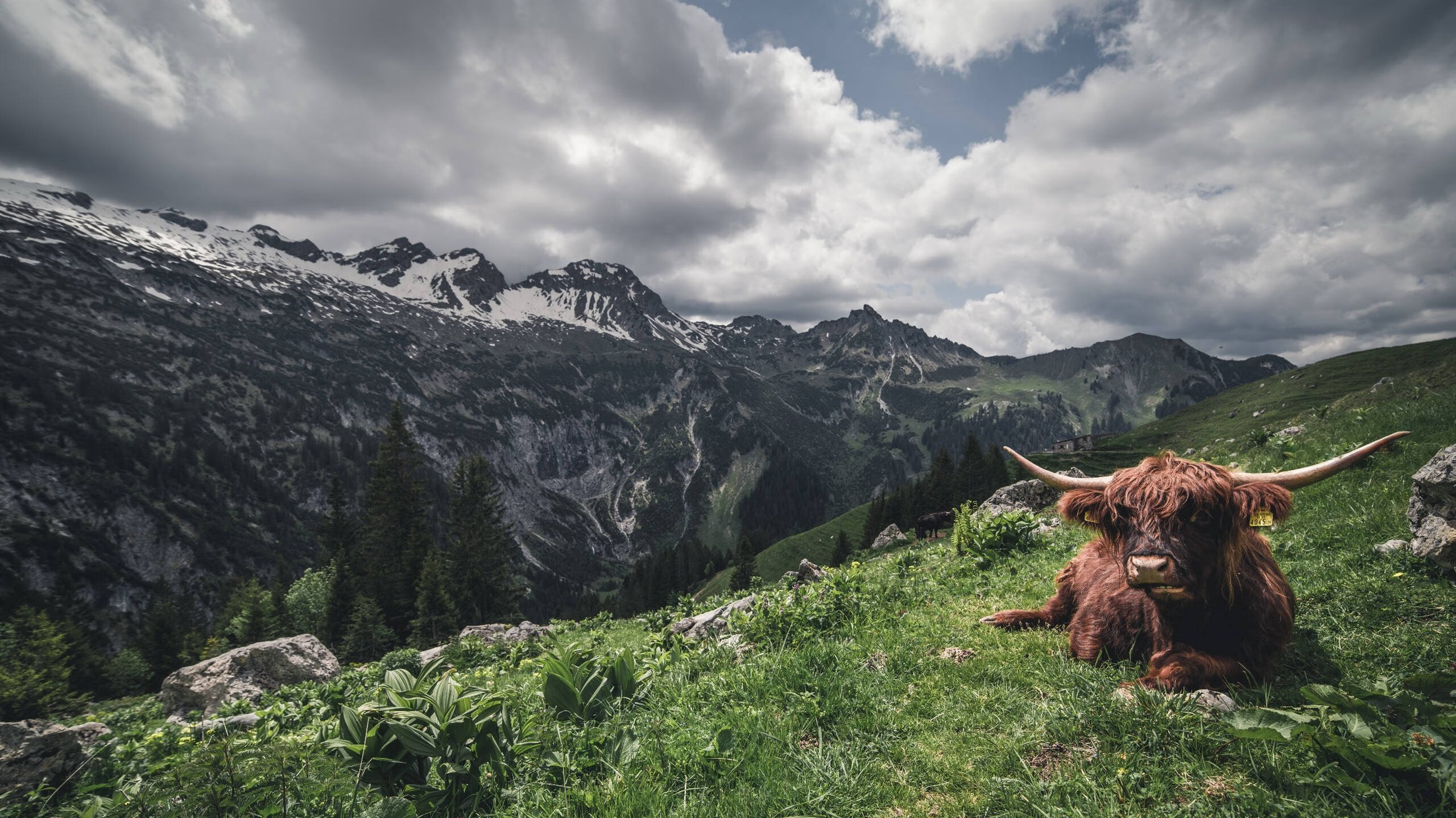 晋城约基奇,当山西队学会慢的艺术