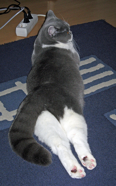 马克西爆发助吉林队争冠战险胜深圳队,关键胜利点燃冠军希望