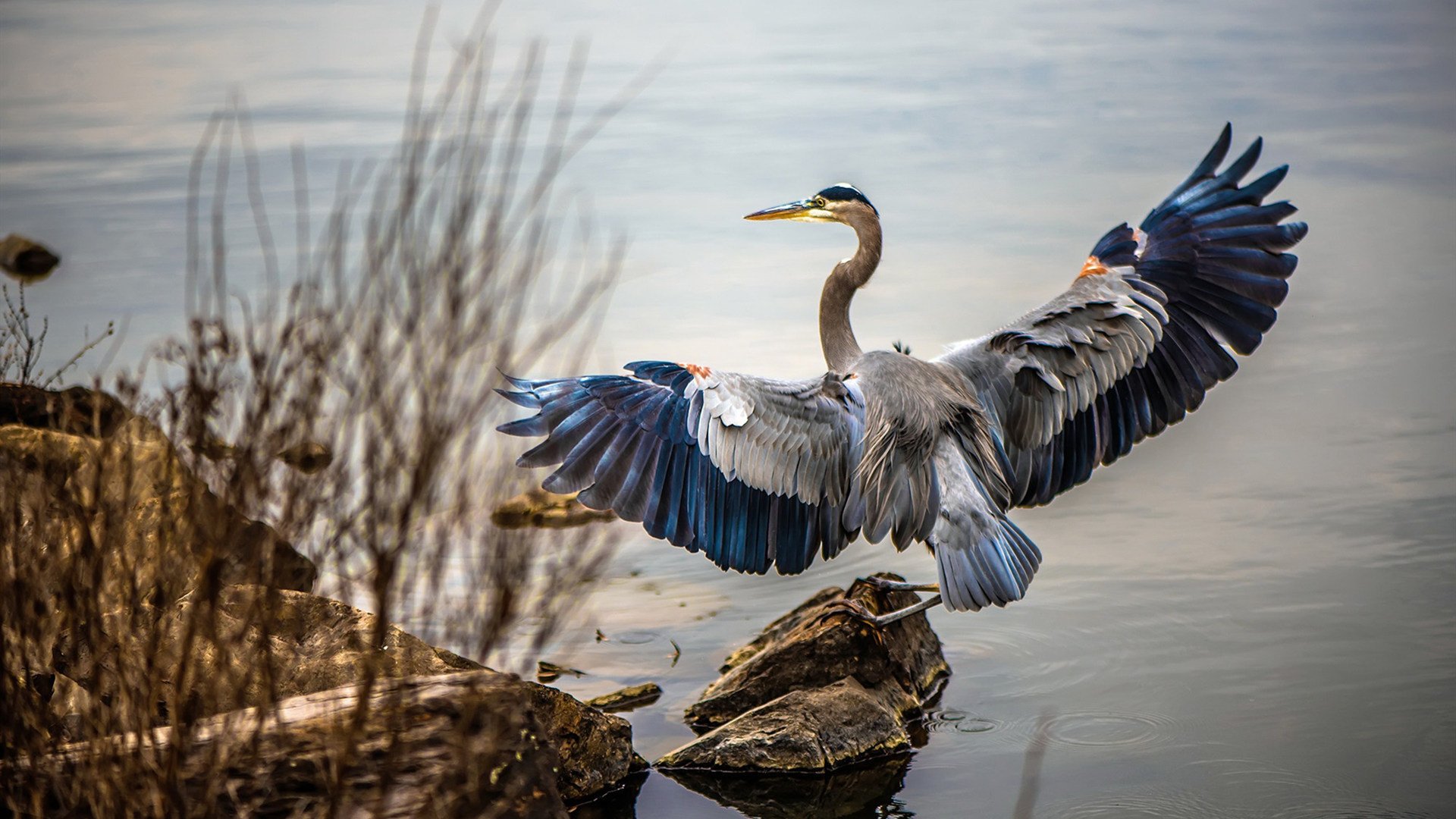 跨界风暴,突尼斯足球封锁与伊布的NBA传奇