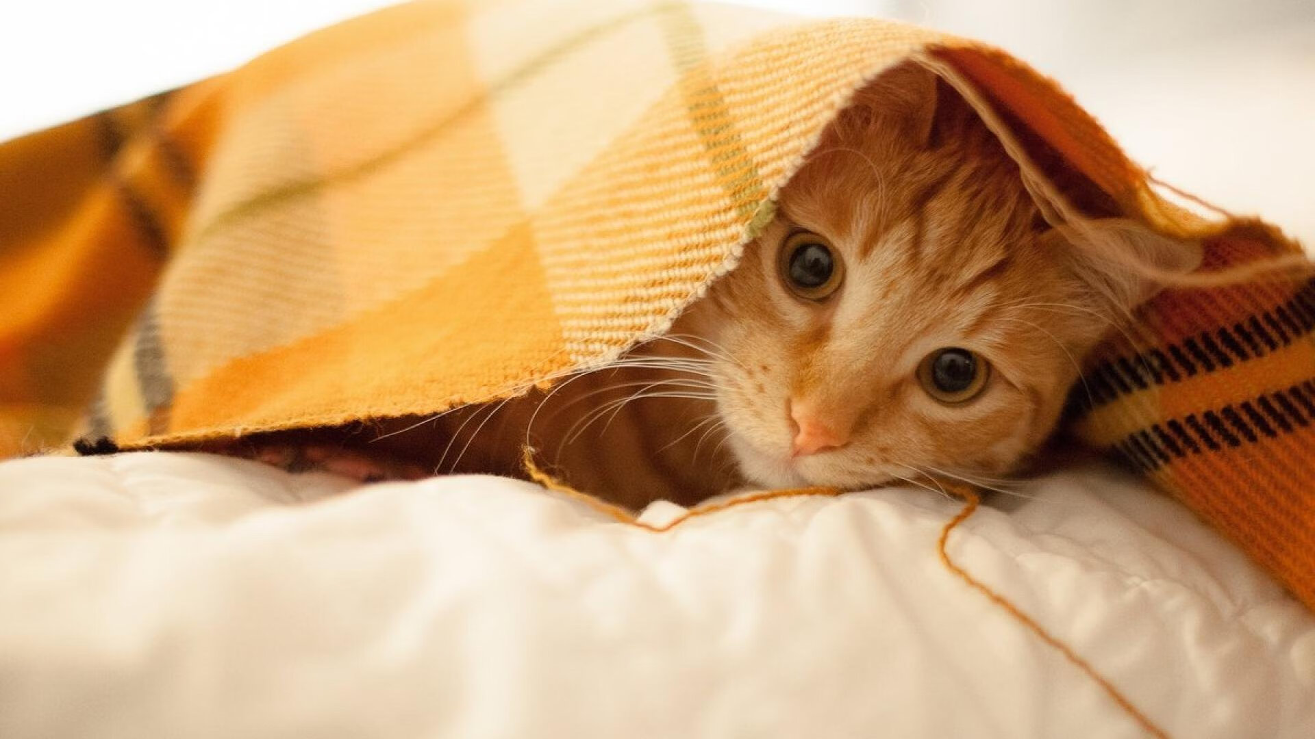 灰熊对阵76人,戈贝尔的无解防守如何主宰比赛