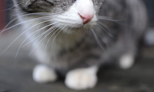 从威尔士绝地逆转到楚阿梅尼神兵天降,看竞技体育如何重塑不可能