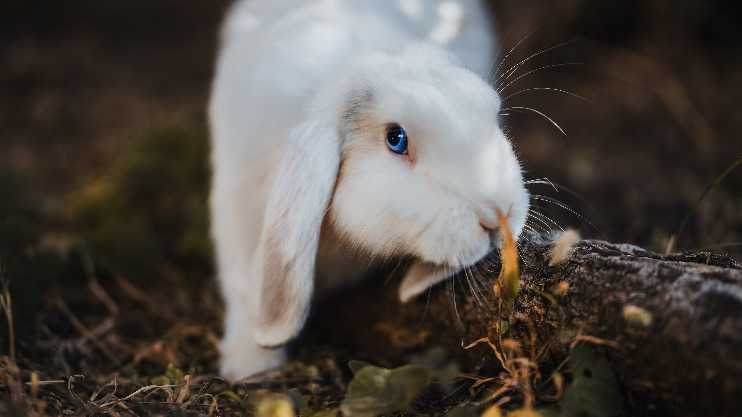 罗德里戈的关键时刻,NBA总决赛之夜连续得分谱写传奇